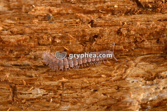 Polydesmus complanatus - gryphea.org